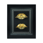 SmileSellers Crab Painting ,Wall Hanging,Hand Made,Wall Decor